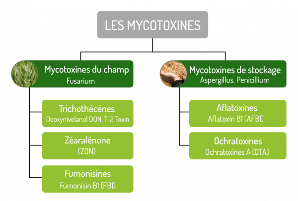 mycotoxines