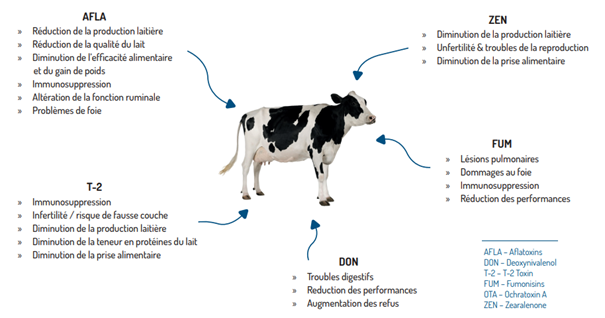 schéma vache