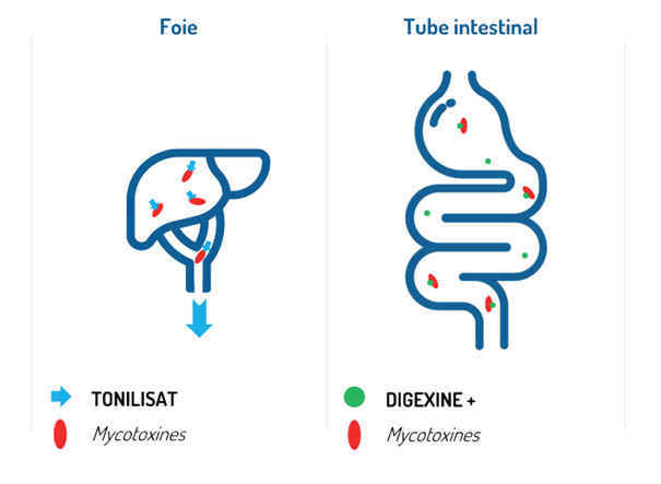 mycotoxine corps