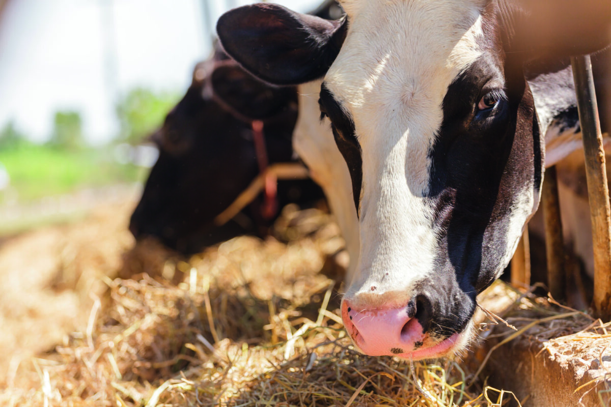 Cows in farm