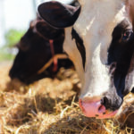 Cows in farm